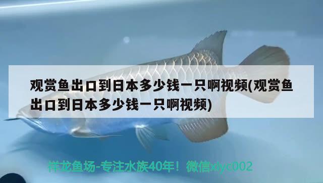 观赏鱼出口到日本多少钱一只啊视频(观赏鱼出口到日本多少钱一只啊视频) 观赏鱼进出口