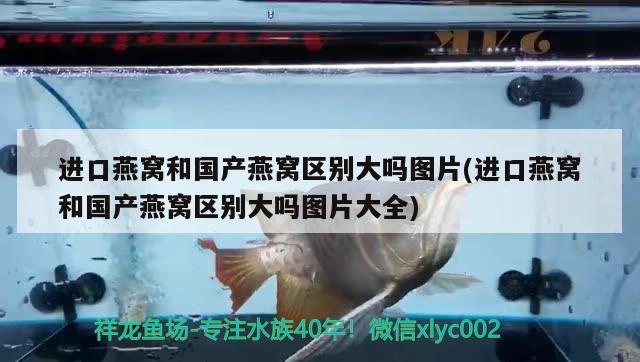 进口燕窝和国产燕窝区别大吗图片(进口燕窝和国产燕窝区别大吗图片大全)