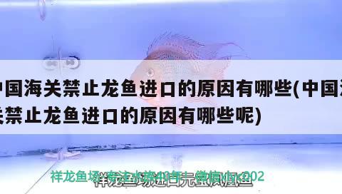 中国海关禁止龙鱼进口的原因有哪些(中国海关禁止龙鱼进口的原因有哪些呢)