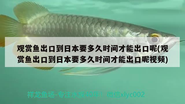 乌鱼苗儿放在鱼缸里面养能养活吗，盆里养黑鱼的正确方法 养鱼的好处 第1张