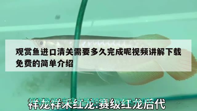 观赏鱼进口清关需要多久完成呢视频讲解下载免费的简单介绍 观赏鱼进出口