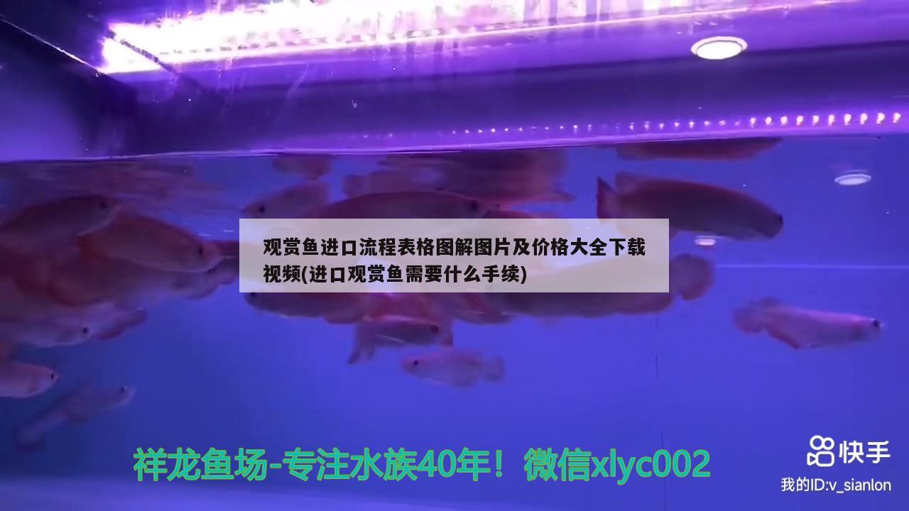 观赏鱼进口流程表格图解图片及价格大全下载视频(进口观赏鱼需要什么手续)