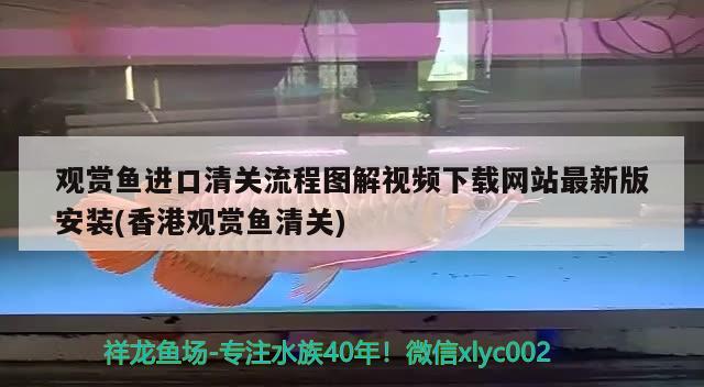 饲养60宽的鱼缸能养到多大锦鲤，60宽的鱼缸能养到多大锦鲤