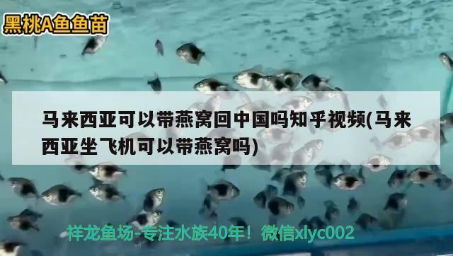 马来西亚可以带燕窝回中国吗知乎视频(马来西亚坐飞机可以带燕窝吗)