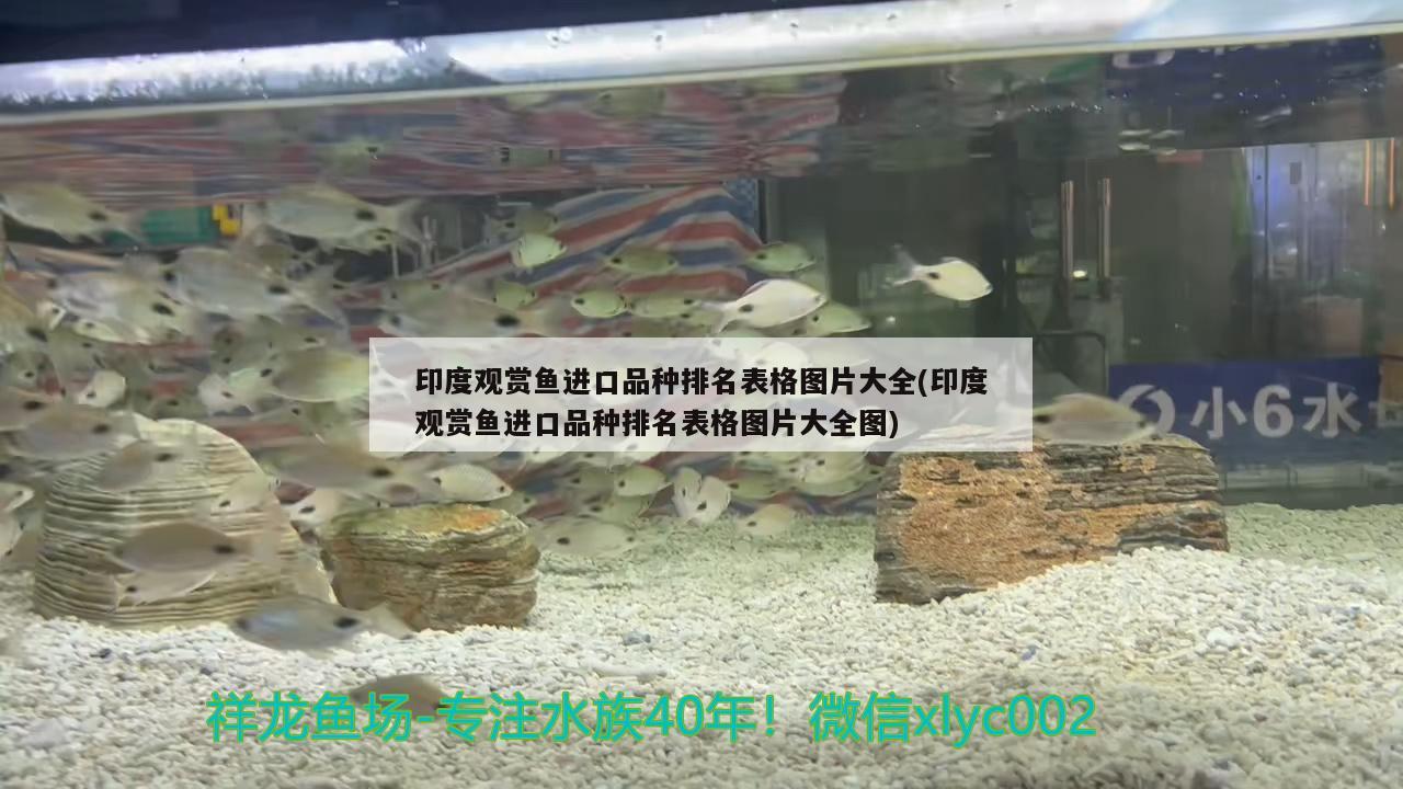 印度观赏鱼进口品种排名表格图片大全(印度观赏鱼进口品种排名表格图片大全图)