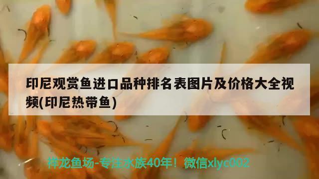 印尼观赏鱼进口品种排名表图片及价格大全视频(印尼热带鱼) 观赏鱼进出口