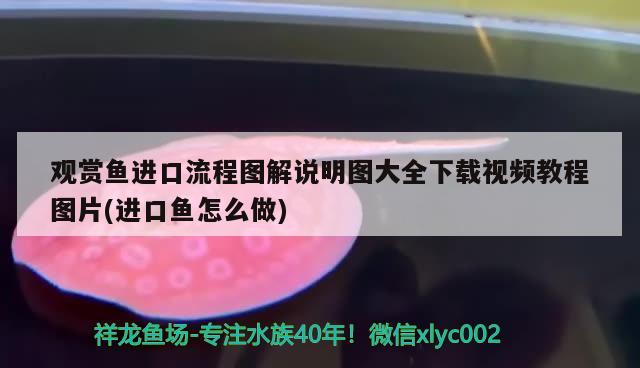 养龙鱼的风水讲究及注意事项，养银龙鱼的风水讲究 鱼缸风水 第2张