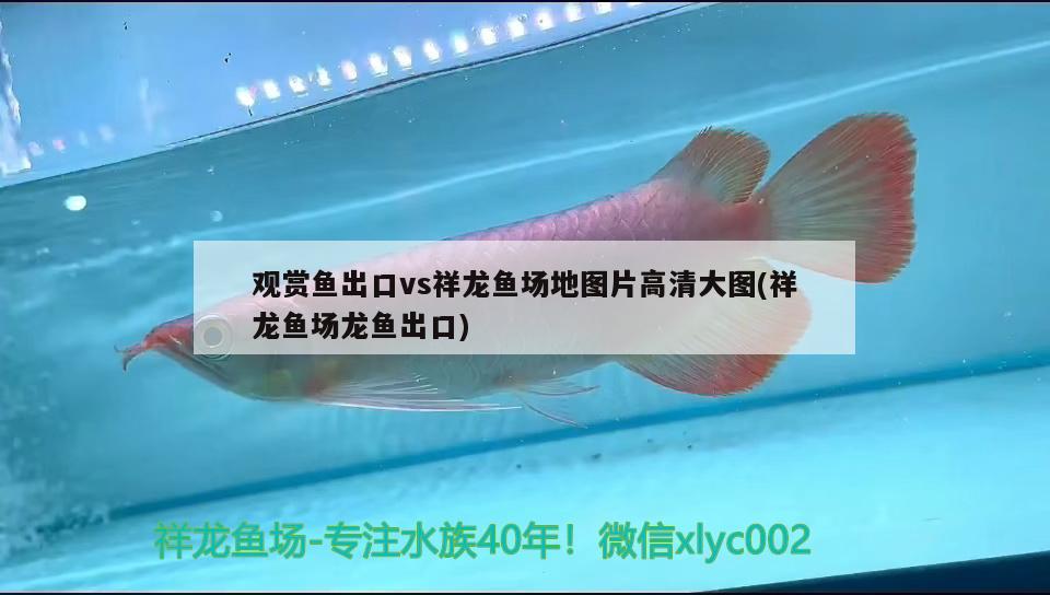 红龙鱼鱼苗价格及图片欣赏，，关于红龙鱼的价格 三色锦鲤鱼 第3张