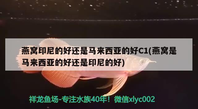 燕窝印尼的好还是马来西亚的好C1(燕窝是马来西亚的好还是印尼的好)