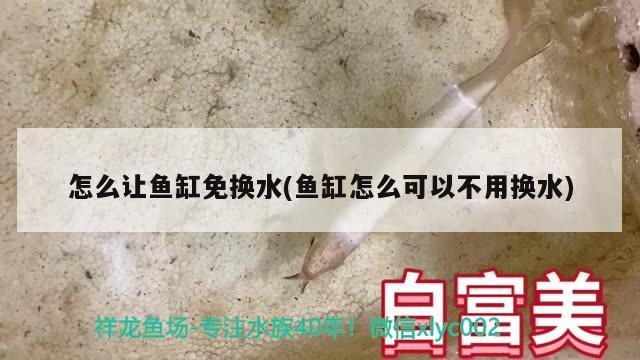 怎么让鱼缸免换水(鱼缸怎么可以不用换水)