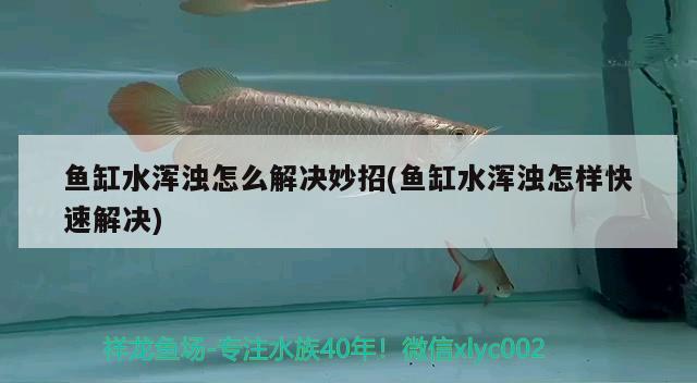 鱼缸水浑浊怎么解决妙招(鱼缸水浑浊怎样快速解决) 黄金猫鱼