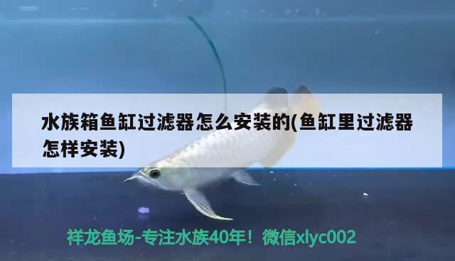 水族箱鱼缸过滤器怎么安装的(鱼缸里过滤器怎样安装) 鱼缸/水族箱