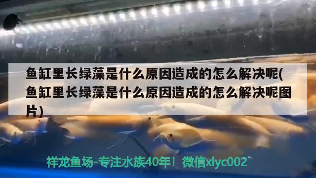 鱼缸里长绿藻是什么原因造成的怎么解决呢(鱼缸里长绿藻是什么原因造成的怎么解决呢图片) 星点金龙鱼