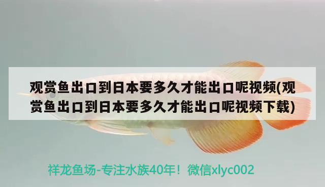 观赏鱼出口到日本要多久才能出口呢视频(观赏鱼出口到日本要多久才能出口呢视频下载)