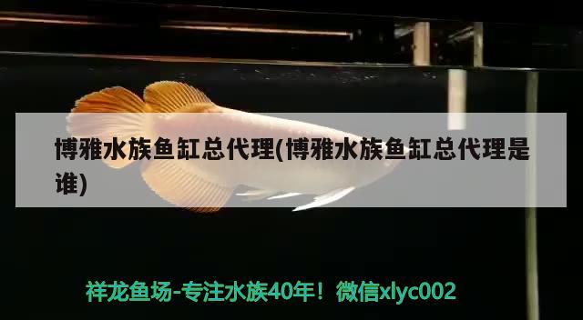 博雅水族鱼缸总代理(博雅水族鱼缸总代理是谁)