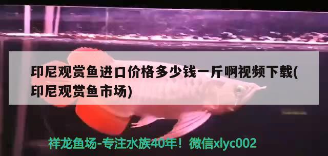 金鱼缸摆在家里哪个位置好：金鱼缸放在家里哪个位置好 观赏鱼市场 第1张