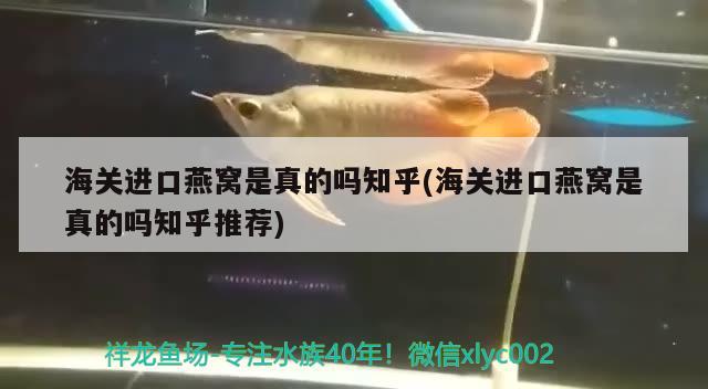 海关进口燕窝是真的吗知乎(海关进口燕窝是真的吗知乎推荐)