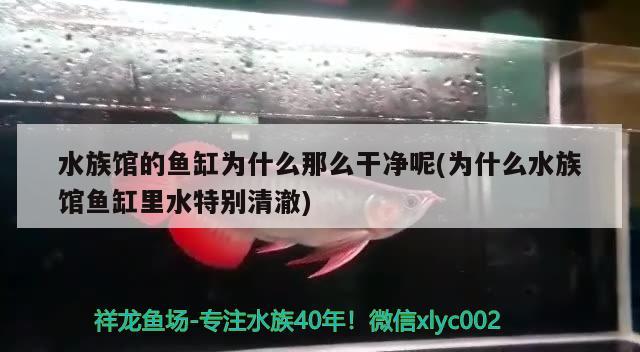 水族馆的鱼缸为什么那么干净呢(为什么水族馆鱼缸里水特别清澈) 黄金河虎鱼