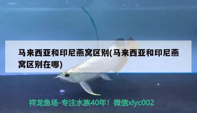 马来西亚和印尼燕窝区别(马来西亚和印尼燕窝区别在哪) 马来西亚燕窝