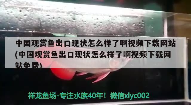 中国观赏鱼出口现状怎么样了啊视频下载网站(中国观赏鱼出口现状怎么样了啊视频下载网站免费) 观赏鱼进出口