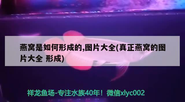 潼南哪里有卖鱼缸的（ 潼南卖鱼缸的地方） 新加坡号半红龙鱼（练手级红龙鱼）