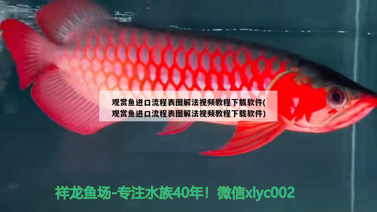 观赏鱼进口流程表图解法视频教程下载软件(观赏鱼进口流程表图解法视频教程下载软件)