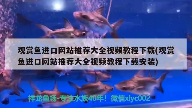 观赏鱼进口网站推荐大全视频教程下载(观赏鱼进口网站推荐大全视频教程下载安装) 观赏鱼进出口