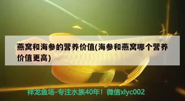 燕窝和海参的营养价值(海参和燕窝哪个营养价值更高) 马来西亚燕窝