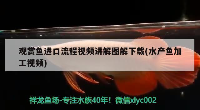 观赏鱼进口流程视频讲解图解下载(水产鱼加工视频) 观赏鱼进出口