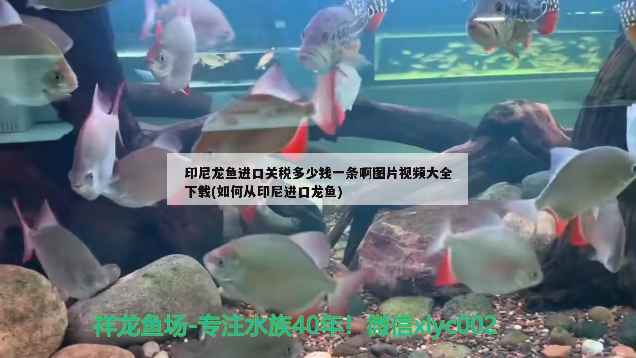 印尼龙鱼进口关税多少钱一条啊图片视频大全下载(如何从印尼进口龙鱼) 观赏鱼进出口