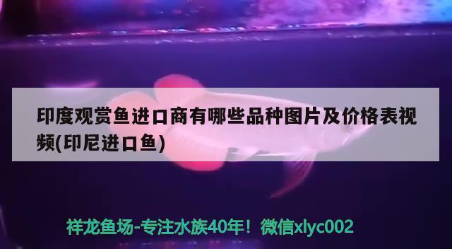 印度观赏鱼进口商有哪些品种图片及价格表视频(印尼进口鱼) 观赏鱼进出口