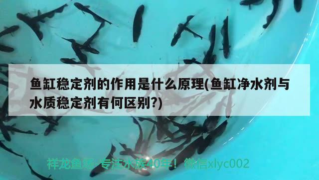 怎么辨别蓝宝石手表镜面，湛蓝宝石鱼繁殖方法 观赏鱼 第3张