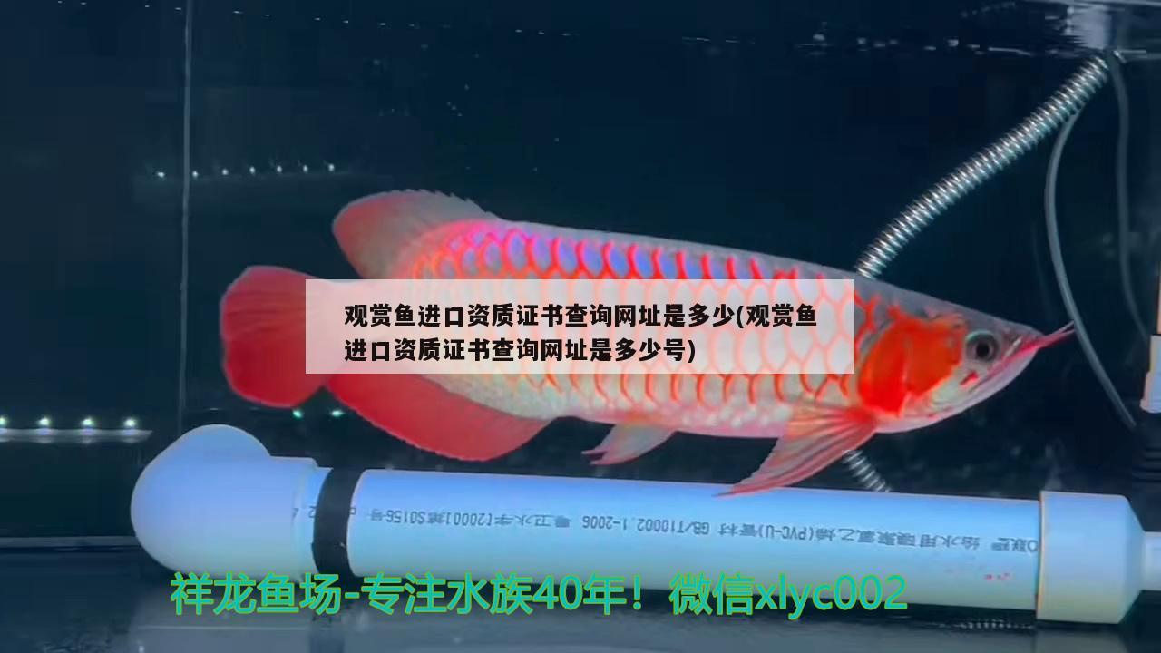 怎么辨别蓝宝石手表镜面，湛蓝宝石鱼繁殖方法 观赏鱼 第2张