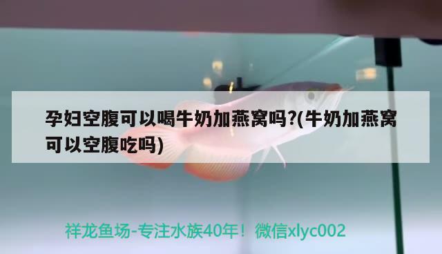 孕妇空腹可以喝牛奶加燕窝吗?(牛奶加燕窝可以空腹吃吗) 马来西亚燕窝