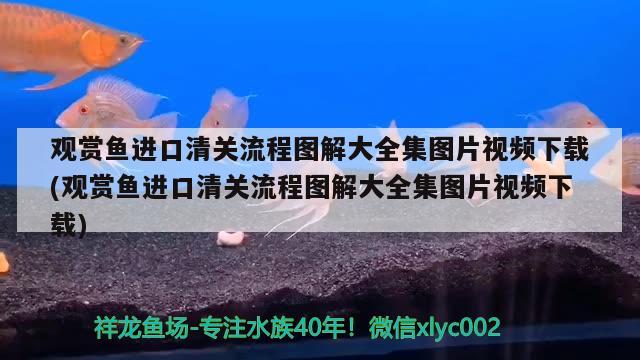 银龙鱼掉须子,还能长上吗（银龙鱼身上掉了几个鳞片没事吧）