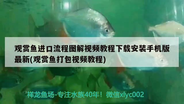 观赏鱼进口流程图解视频教程下载安装手机版最新(观赏鱼打包视频教程)