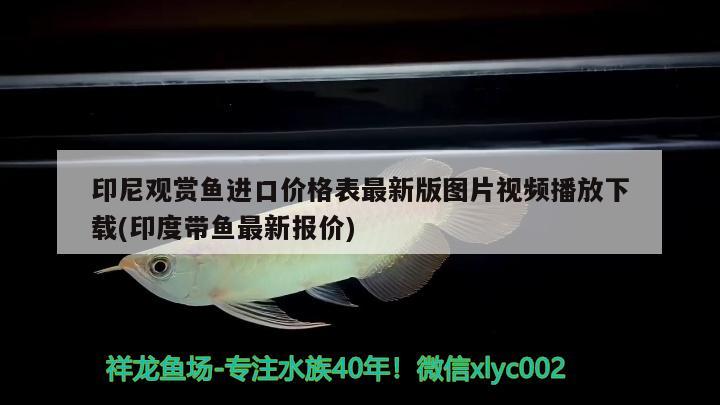 泗水红龙鱼品质怎么样啊视频（泗水龙鱼官网） 泗水龙鱼 第4张