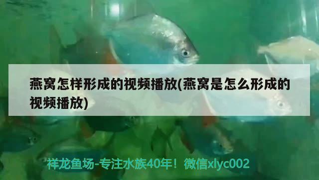 黑鱼为什么长得像蛇，黑鱼和石斑鱼有什么区别黑鱼和石斑鱼有什么区别 观赏鱼 第3张