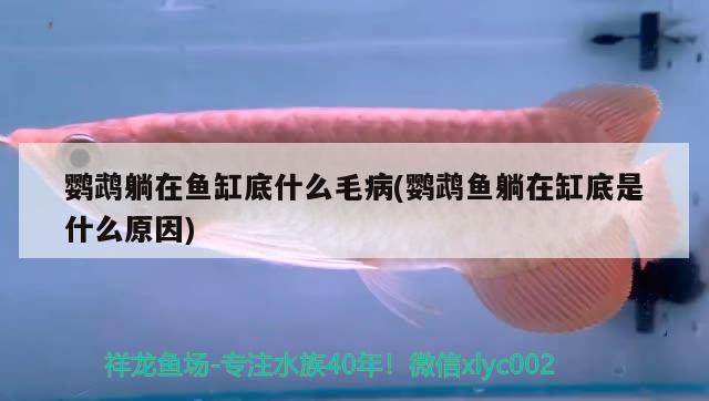 生态鱼缸图片造景（鱼缸珊瑚造景怎么做啊） 水族灯（鱼缸灯） 第1张