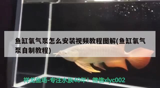 鱼缸氧气泵怎么安装视频教程图解(鱼缸氧气泵自制教程) 水草