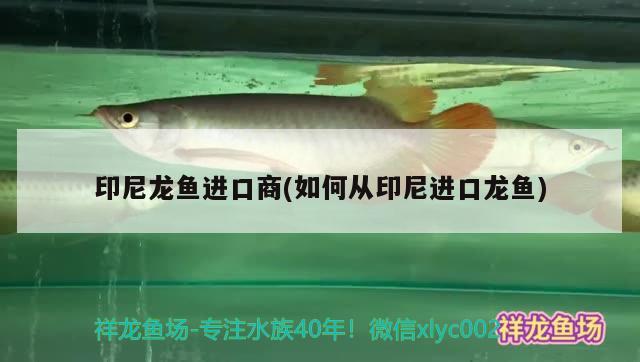 龙鱼怕红色吗怎么回事儿（龙鱼害怕） 锦鲤饲料