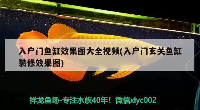 入户门鱼缸效果图大全视频(入户门玄关鱼缸装修效果图) 七纹巨鲤鱼