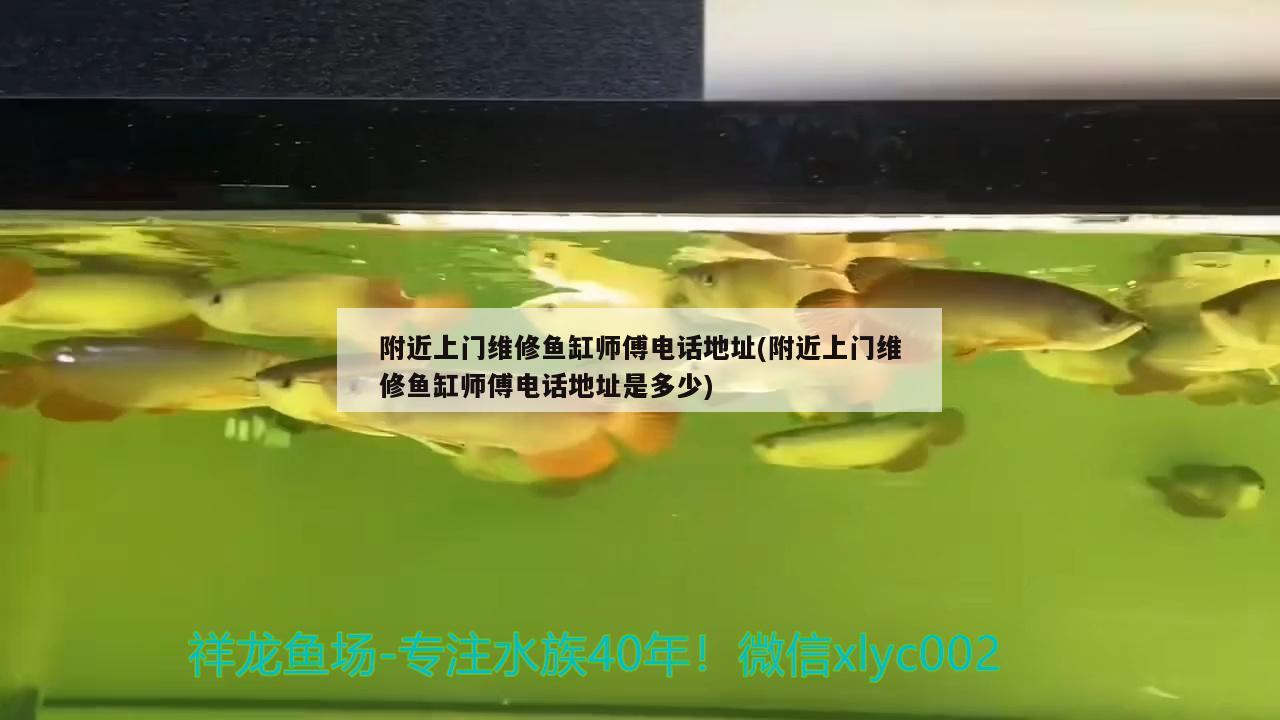 附近上门维修鱼缸师傅电话地址(附近上门维修鱼缸师傅电话地址是多少) 图腾金龙鱼