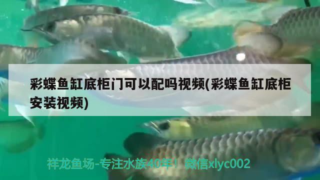 彩蝶鱼缸底柜门可以配吗视频(彩蝶鱼缸底柜安装视频) 玫瑰银版鱼