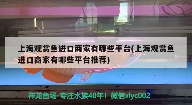 上海观赏鱼进口商家有哪些平台(上海观赏鱼进口商家有哪些平台推荐) 观赏鱼进出口