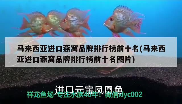 鱼缸花鲢鱼怎么养 鱼缸花鲢鱼怎么养活 其他水族品牌 第1张