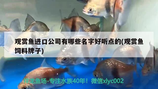 观赏鱼进口公司有哪些名字好听点的(观赏鱼饲料牌子) 观赏鱼进出口