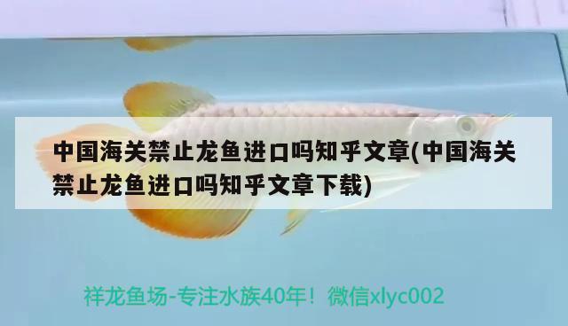 黄帆天堂鸟配什么鱼能混养，黄帆天堂鸟配什么灯鱼，能混养 水族灯（鱼缸灯） 第2张