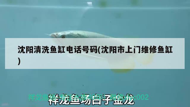 沈阳清洗鱼缸电话号码(沈阳市上门维修鱼缸)