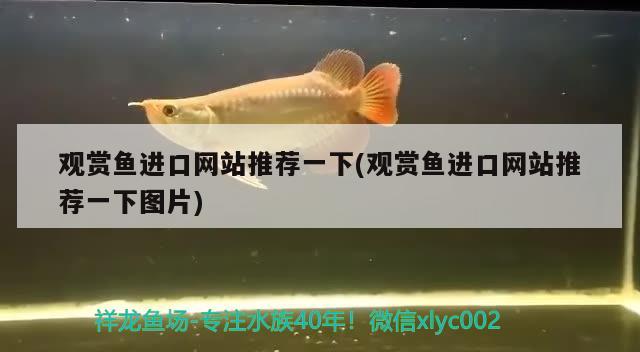 金龙鱼眼睛上有白点怎么回事儿(金龙鱼的眼睛突然白色) 红老虎鱼